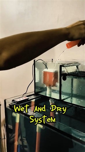 75K views · 487 reactions | Wet and Dry Systematic #kangadiaquarium #maintenance #aquarium #asmr #tutorial #ikanhias #restorasi | Kang Adi | Facebook