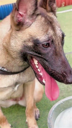 Собака разоблачила ХОЗЯИНА 😆🐶💧
