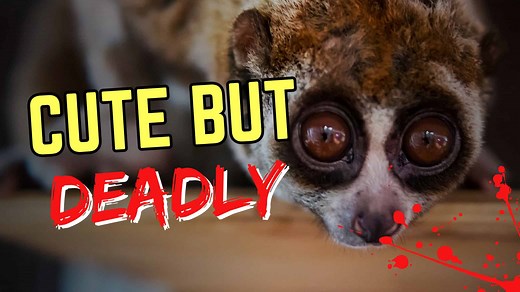 Cute But Deadly: The 10 Most Vicious Animals That Look Cute!