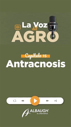 El Manejo Integrado de Plagas y Enfermedades (MIP) combina monitoreo, prevención y rotación de herramientas para mantener plagas y patógenos bajo control, cuidando la salud humana y el ambiente. Para prevenir la Antracnosis y evitar resistencia, HiBio CL actúa como preventivo con su cobre tribásico de acción multisitio y tecnología HiBio. En rotación, Lanfor aporta acción sistémica protectante, curativa y antiesporulante, solo o en mezcla con HiBio CL. MILEENA®, con Ciprodinil y Fludioxonil, ofr