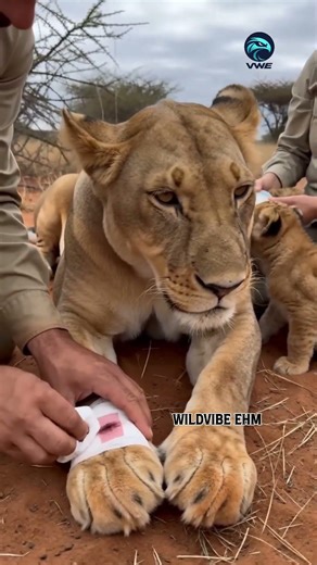 Why This Lioness Won’t Let Them Touch Her Leg