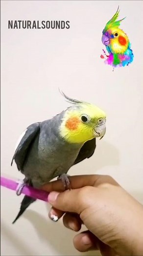 Cockatiel Singing and Eating – Relaxing Natural Bird Sounds