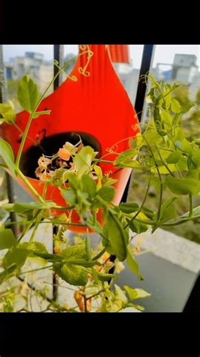 #greenpea#gardening#matar#peaplant#gardeningvideos#shortvideo #youtubeshorts#trending#shortsfeed