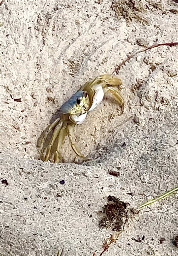 Spotted in broad daylight at the Cape May National Wildlife Refuge along the Dune Trail (Center) — it’s something you don’t see every day. This ATLANTIC GHOST CRAB was out feeding and walking in full sun. 🦀 Most ghost crabs are nocturnal, so a clear daytime sighting like this is rare! Filmed up close on the sand dunes in Cape May. Watch how gracefully its legs move and how it handles tiny food in its claws. Amazing action in the Ghost Crab’s natural environment!! 🔥😲 ***Please follow the YouTu