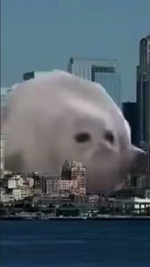 Bouncing seals compilation