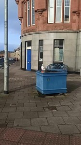 Can seagulls dance? What do you reckon | Mr Sam Cotton