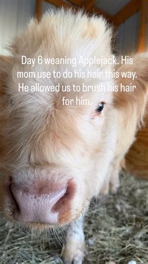 Applejack got his hair done. He’s ready to conquer the day. #highlandcalf #highlandcow #hairstyles | Zephyr Meadows