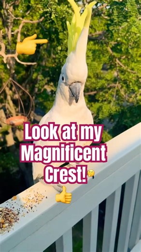 BIG bird, BIGGER problems 😂 #cockatoo #parrot #funny
