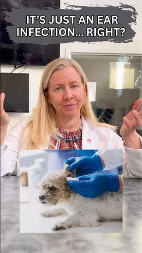 Dog Ear Infection - Why Vets Can’t Just Send Meds Home without an Exam