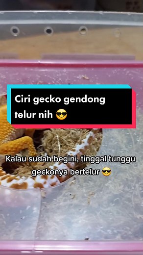 Gecko yang sudah gendon telur gimana sih? Simak ni kids, makin banyak nambah ilmu, makin banyak tau 😎 #kucinglucu #kucing #jakarta #animals #TikTokPromote #peliharaanlucu #hewanpeliharaan #tiktok #peliharaan #pet #fyp #hewanlucu #hewan #leopardgecko