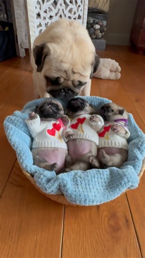 Pugdashians on Instagram: "The little pink bellies…WOOF!!😭💕🩷💛💜🧸🩷💛💜🧸🩷💛💜🧸🩷💛💜🧸🩷 #Motherhood #LittleFattyPattys #Pugdashians"