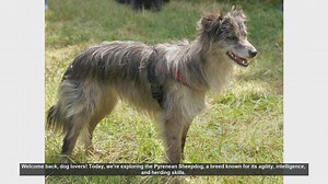 Pyrenean Sheepdog: Pros and Cons of This Energetic Breed