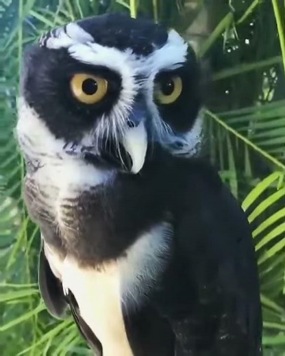 This Spectacled Owl is gorgeous 😍