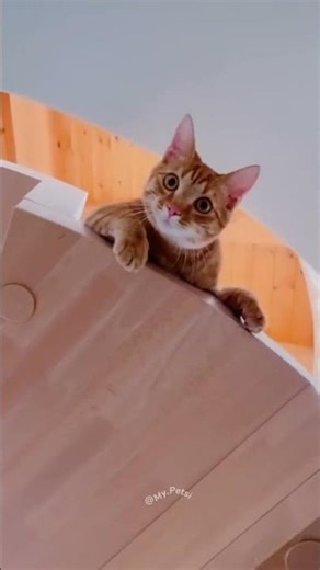 Puppy Learning Fetch 🐶🎾 | Fun Dog Training Tips