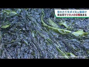 養殖ワカメのボイル作業が進む 三陸ワカメとして全国に出荷 宮城・気仙沼市