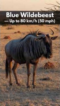Top 10 Fastest Animals on Land You Won’t Believe Exist! 🐆🌍⚡🔥
