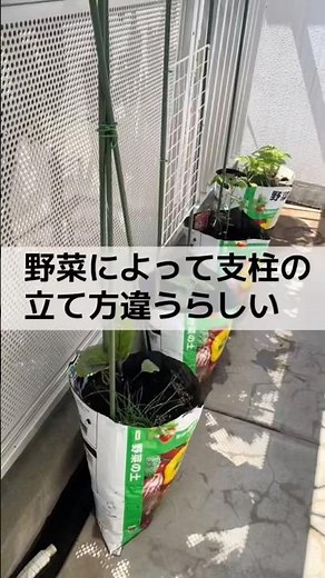 支柱の正しい立て方‼️#野菜の育て方 #ベランダ菜園 #家庭菜園 #家庭菜園初心者 #野菜収穫 #野菜栽培 #ミニトマト栽培