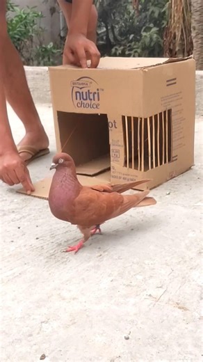 Diy pigeon trap using cardboard paper box plans 🤔