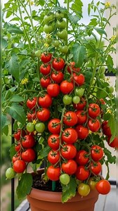 how to grow tomatoes in pot at home #shorts #viral #youtubeshorts