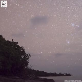 Today is world sea turtle day! 🐢 Is there anything cuter than a turtle hatchling? Take a moment to marvel at the determination of these little critters as they head to their ocean home 🌊 | WWF-Australia