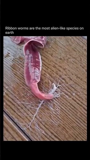 Alien Ribbon Worm Shoots Proboscis to Attack Prey! 🤯 Bizarre Sea Creature