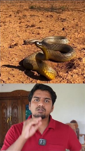 🐍Taipan Snake Attack | Kevin sacrifice his life ! // Sri info (Tamil)