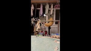 Cat displays acrobatic balance on drying rack in Heilongjiang, China