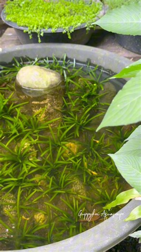 🌱 “No fancy gear, no CO₂ — just pure growth! Dwarf sagittaria thriving in a plastic basin like a champ. 💚 #Aquascape #AquaticPlants #BudgetSetup #DwarfSagittaria | GuppyKoi