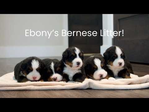 Ebony's Bernese Mountain Dog Litter Reveal!