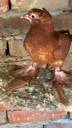 MashaAllah: Beautiful Pigeon Captured in Action