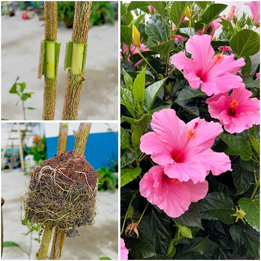 How to grow hibiscus plant at home by air layering || The method of home planting | DIY IndoorGarden