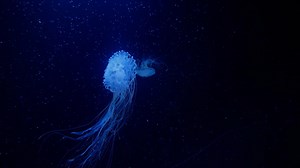 Aware: Glimpses of Consciousness (2021)