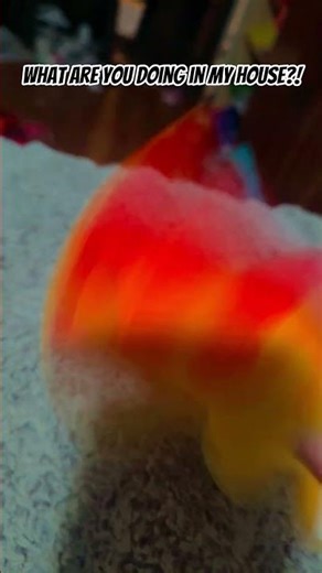 I WANT WAFFLE FRIES! 😄 #funny #aphmaumeemeows #meemeows