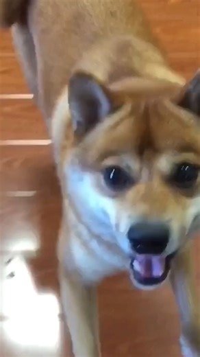 We asked the #ChatGPT A.I. to name some adorable animals and it DELIVERED! #AI #ArtificialIntelligence | The Pet Collective