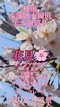 花見🌸 上流の大岡川 横浜上大岡 花のある風景 #花見 #大岡川 #花のある風景 #花風景 #山野草 #庭の花 #花のある暮らし #上大岡 #sakura #ソメイヨシノ #nature #横浜市