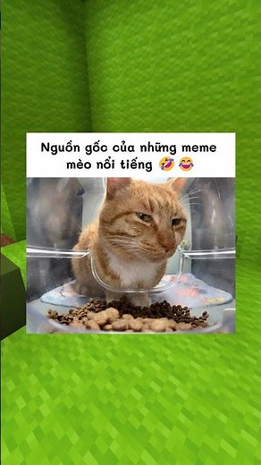 Nguồn gốc của những meme mèo nổi tiếng p1 🤩🤓 #shorts