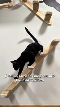 А как проходит груминг вашей кошки? Делитесь в комментариях у кого есть кошка дома?