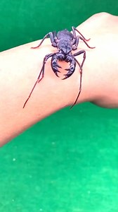 #insect #nature #insects #naturephotography #macro #macrophotography #photography #wildlife #bug #butterfly #naturelovers #bugs #photooftheday #wildlifephotography #insectphotography #entomology #instagood #animals #flowers #animal #outdoors #bee #closeup #flower #butterflies #summer #beautiful #art #garden #fbreels #reelsfypシ | PuthY DIY | Facebook