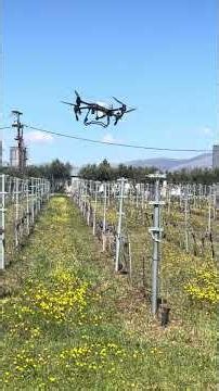 Εφαρμογή χαλκού σε αμπέλι με την χρήση drone/Using spraying drone for copper treatment in avineyard