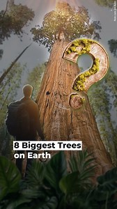 90K views · 1.8K reactions | Here’s the definitive ranking of the world’s tallest, broadest, and stoutest trees. | Sunday Roast | Facebook