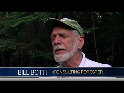 The Forests of Michigan