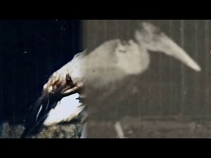 Adjutant Walking (1887) | Restoration | A series of photographs shot by Eadweard Muybridge