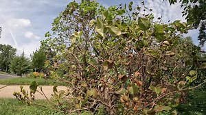 Wet spring, mild winter impacting lilac appearance