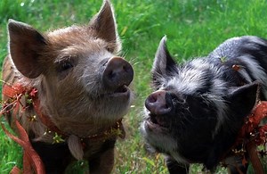 Pigs can play video games, according to a new study