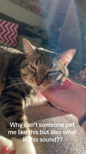 jessginger (@jessgingerxo)’s videos with original sound - David Attenborough