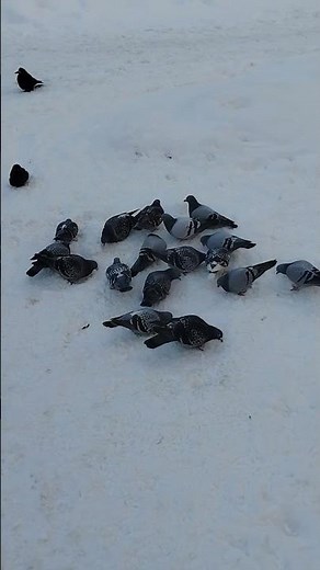 I feed wild birds in winter 🥶