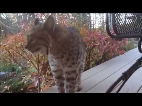 Bobcat Angry at Reflection