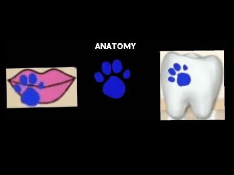 blue's clues how to draw 3 clues from anatomy