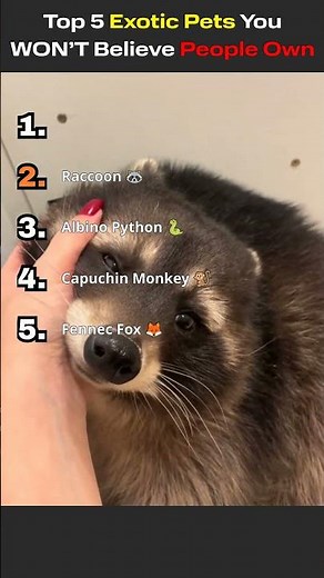 Top 5 Exotic Pets You WON’T Believe People Own 😳