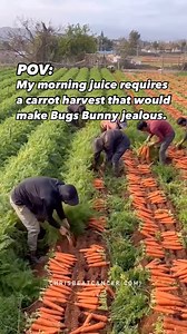 Pulling carrots for my 64-ounce carrot juice each morning because my ‘carrot glow’ isn’t going to juice itself! Comment CARROTS and I will explain why juicing carrots is so important for cancer patients and why it may turn your skin orange. I will even share my daily anticancer juicing routine, juice recipe, and a glamour shot of me rocking the orange glow! Or click the link in the comments. | Chris Beat Cancer